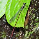 Image of Mesagrionidae