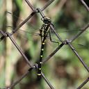 Image of Sieboldius albardae