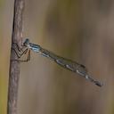 Image of Austrolestes minjerriba