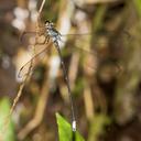 Image of Philogenia