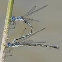 Image of Lestes forcipatus