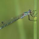 Image of Lestes dryas