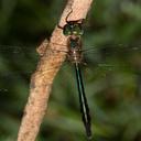 Image of Hemicordulia fidelis