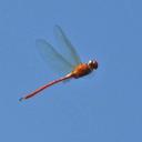 Image of Aeschnosoma auripennis