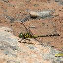Image of Burmagomphus divaricatus