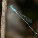 Image of Indolestes luxatus