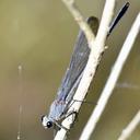 Image of Mnesarete pruinosa