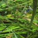 Image of Lestes pinheyi