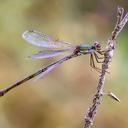 Image of Chalcolestes viridis