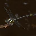 Image of Gomphidia pearsoni