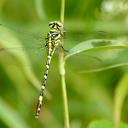 Image of Anisogomphus yingsaki