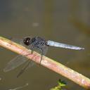 Image of Crocothemis nigrifrons