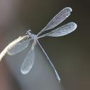 Image of Argiolestes