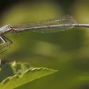 Image of Platycnemis kervillei