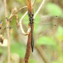 Image of Hemicordulia chrysochlora