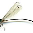 Image of Phylolestes ethelae