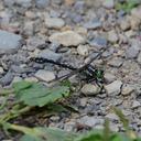 Image of Nihonogomphus ruptus