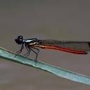 Image of Libellago celebensis