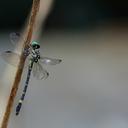 Image of Acrogomphus malayanus