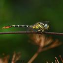 Image of Paragomphus lineatus