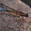 Image of Platycypha pinheyi
