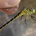 Image of Mastigogomphus