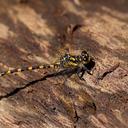 Image of Armagomphus