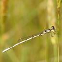 Image of Agriocnemis pieris