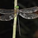 Image of Gynacantha victoriae