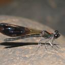 Image of Aristocypha fulgipennis