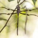 Image of Telephlebia tillyardi