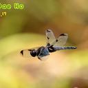 Image of Libellula angelina