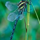 Image of Aeshna serrata