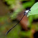 Image of Elattoneura caesia