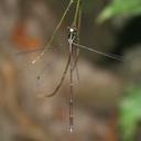 Image of Drepanosticta sharpi