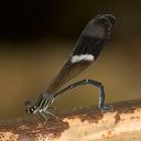 Image of Polythore procera