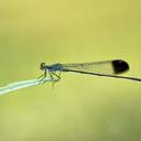Image of Disparoneura apicalis