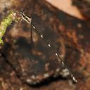 Image of Episynlestes intermedius