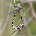 Image of Phyllogomphoides stigmatus