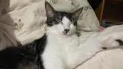 pet-image