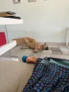 pet-image