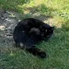 pet-image