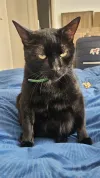 pet-image