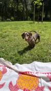 pet-image
