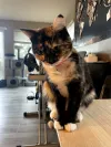 pet-image