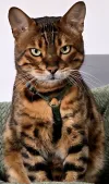 pet-image