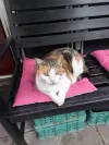 pet-image