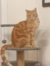 pet-image