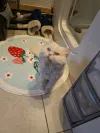 pet-image