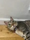 pet-image